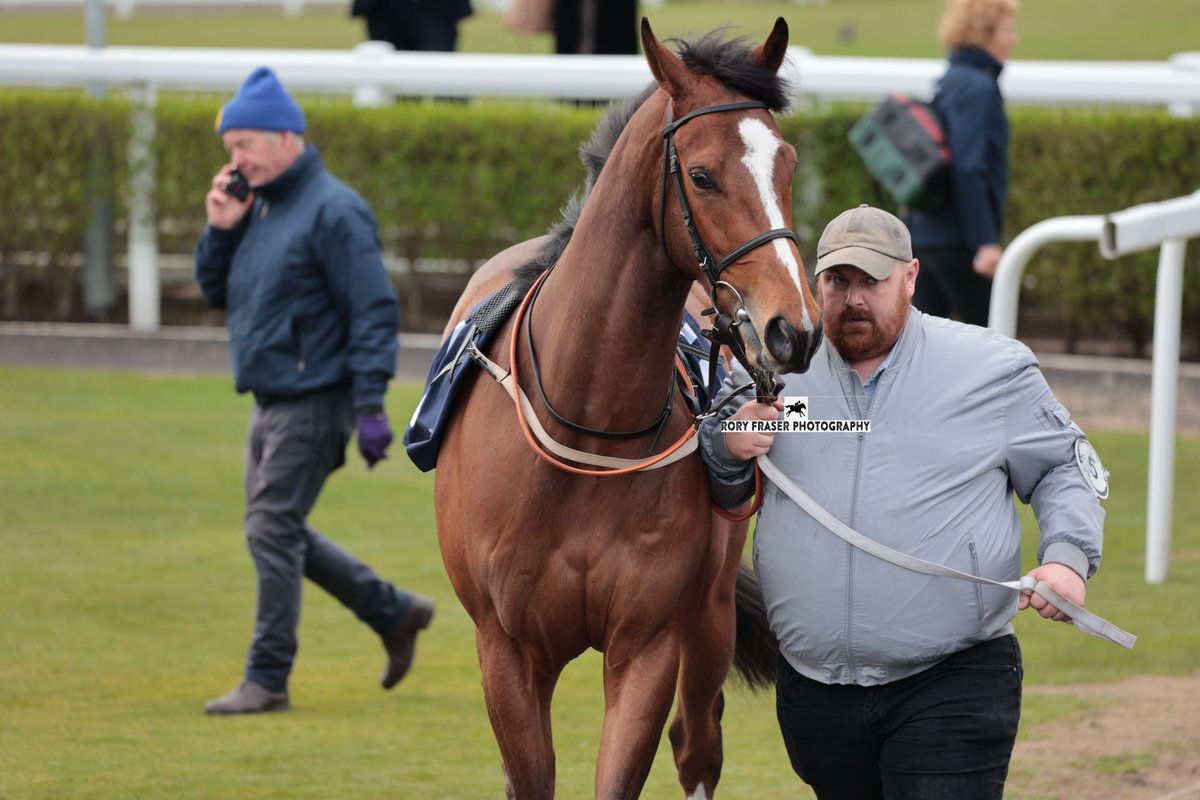 GEORGIE WOOSTER (Inns Of Court x Classic Legend) making his racecourse debut at Newcastle on Monday. Trained by @EasterbyTim and owned by Mules Racing. A gelding from the distant family of smart listed race winner Jallotta.