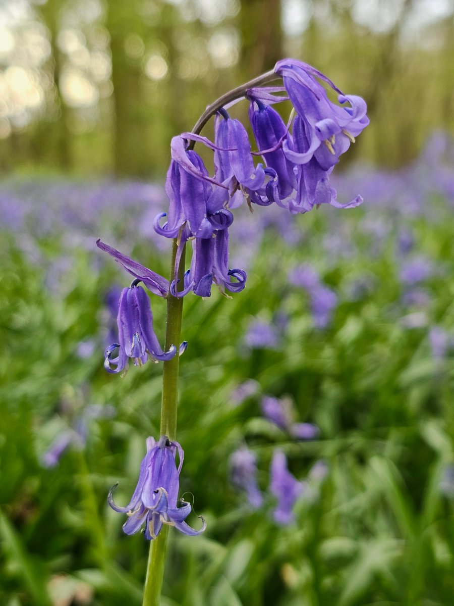 Love this time of year #bluebells