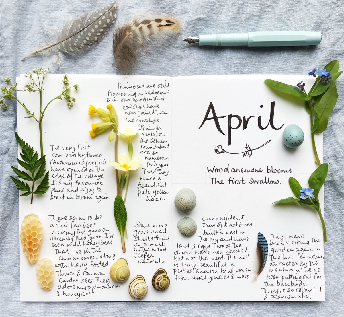 On Saturday morning I'll be listing my new Nature Journal films (April & May). There's be a 60 min film each month of me seeking out beautiful species eg nightingales & cuckoos,making new botanical photos & explaining how even small natureobservations can improve mental health.