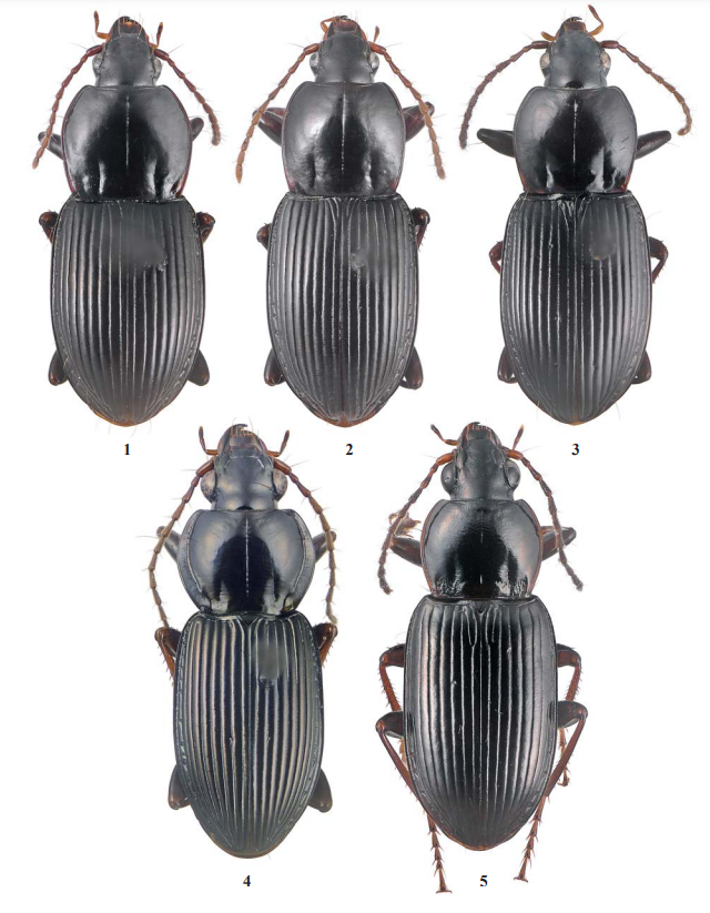 #LiteratureNotice Fedorenko. New taxa of Pterostichus (#Coleoptera: #Carabidae) from Vietnam. kmkjournals.com/journals/REJ/R… #Beetles #GroundBeetles #NewSpecies #NewGenus