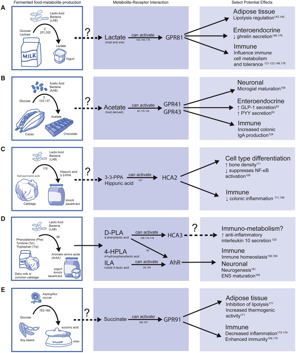 Our extended #microbiome: The human-relevant metabolites and biology of #fermented foods
sciencedirect.com/science/articl…
@HealthyFellow