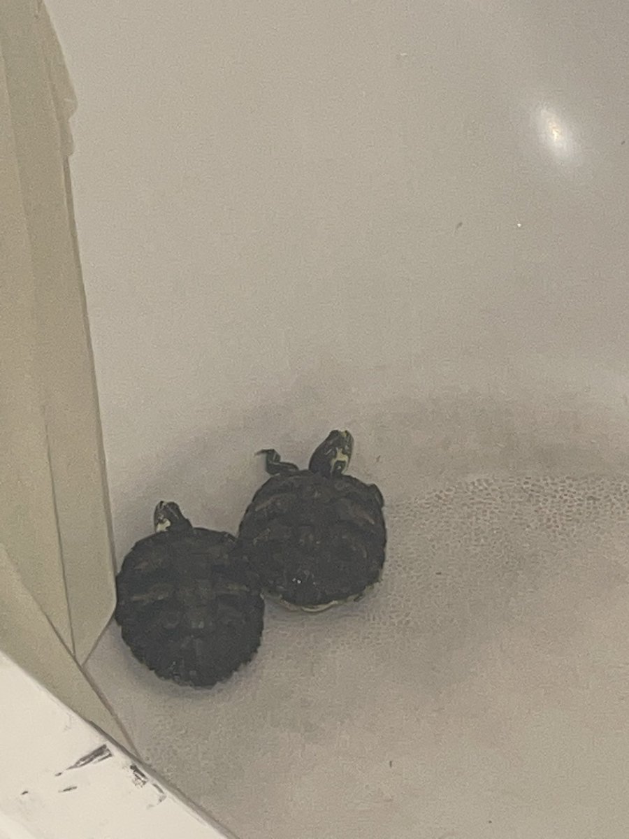 Monthly turtle pic as I clean their tank/filter 🥰 (only downside is I will now have to DEEP clean my tub and sink)