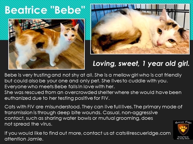 What a sweet girl Bebe is!  Check out her video.  Please open your heart and home to this loving girl.
Monmouth County, NJ
#catrescue #catadoption #adoptdontshop #savealife