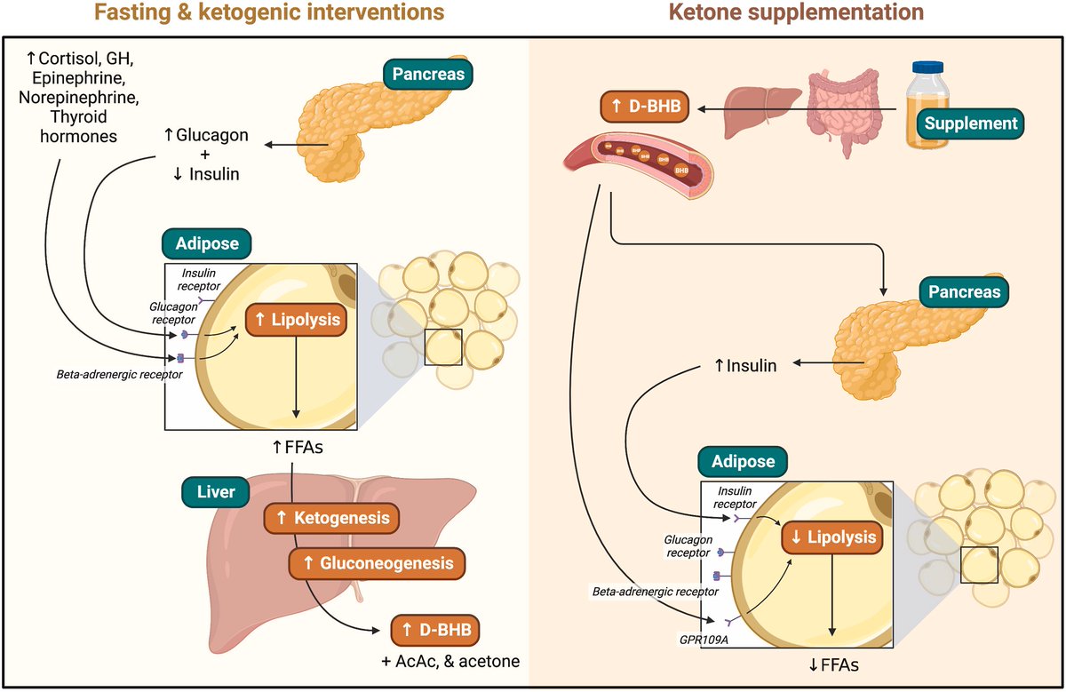 Impact of #fasting & #ketogenic interventions on the NLRP3 inflammasome: A narrative review sciencedirect.com/science/articl…