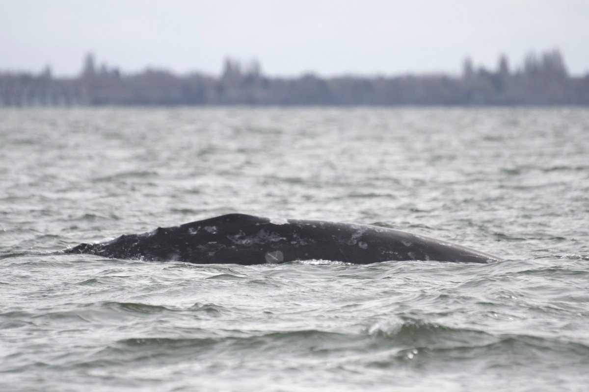 We often talk about the 'Sounders', the grey whales that feed in Puget Sound, but they're not the only grey whales in the Salish Sea right now. For the last week or so, several grey whales have been feeding and socializing near Vancouver, BC. 📷: Ashley Keegan, @WildWhalesVan