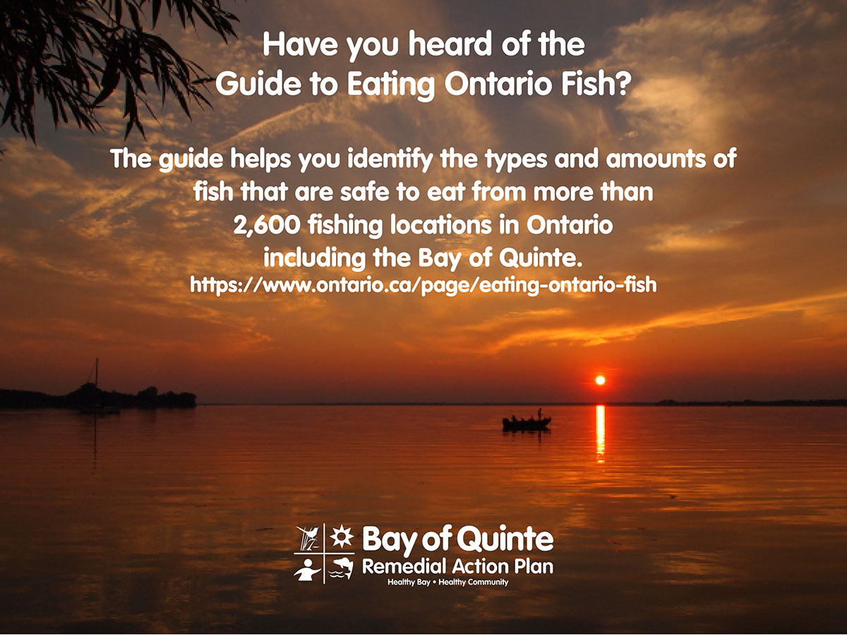 Started in 1976, the Guide to Eating Ontario Fish is published every two years to provide detailed information on the amount of Ontario fish that can be safely consumed based on Health Canada guidelines.
ontario.ca/page/guide-eat…
#bayofquinte