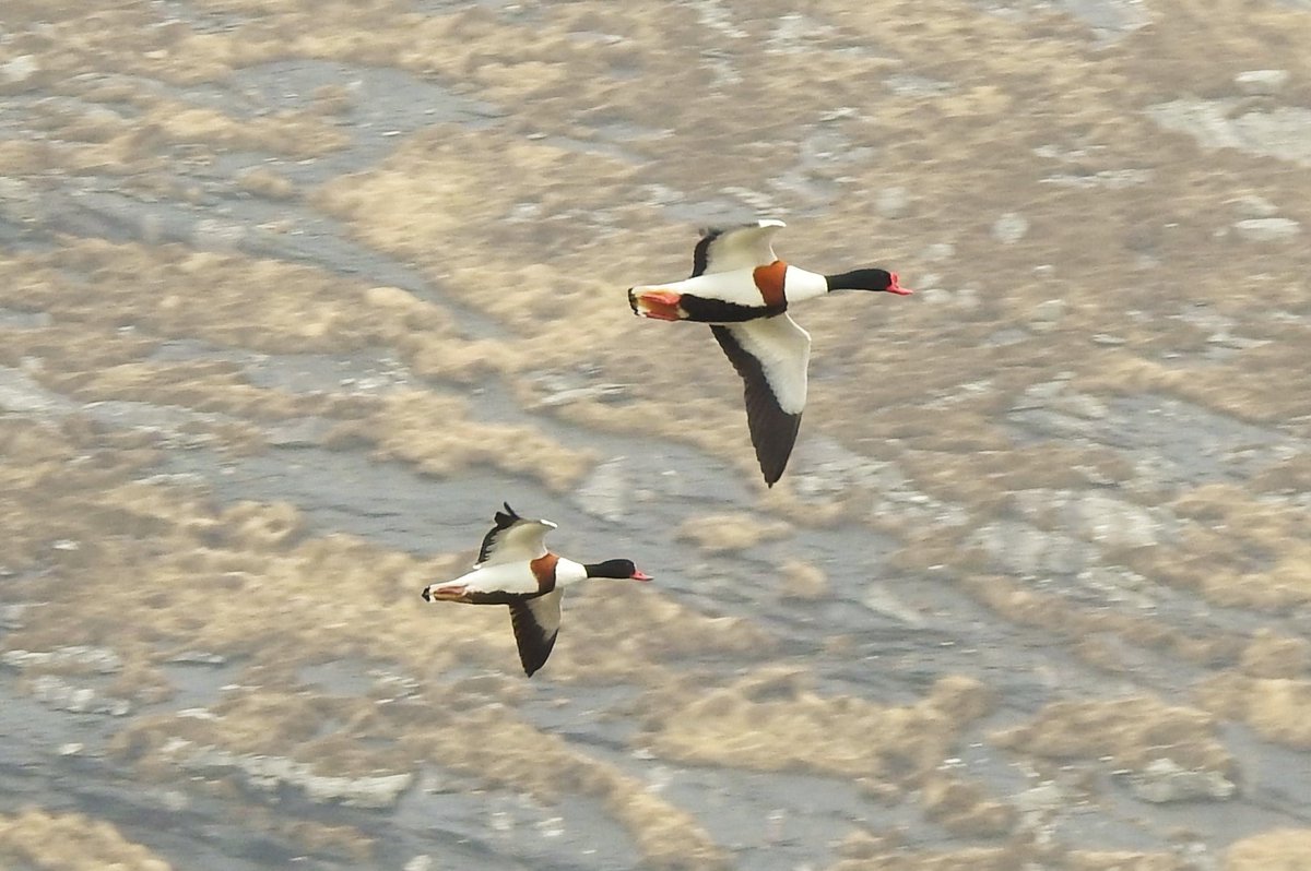 It seems to be an exceptionally good spring for Shelducks on Barra and Vatersay. If they all stick around, the islands are going to be awash with very cute Shelducklings this summer!