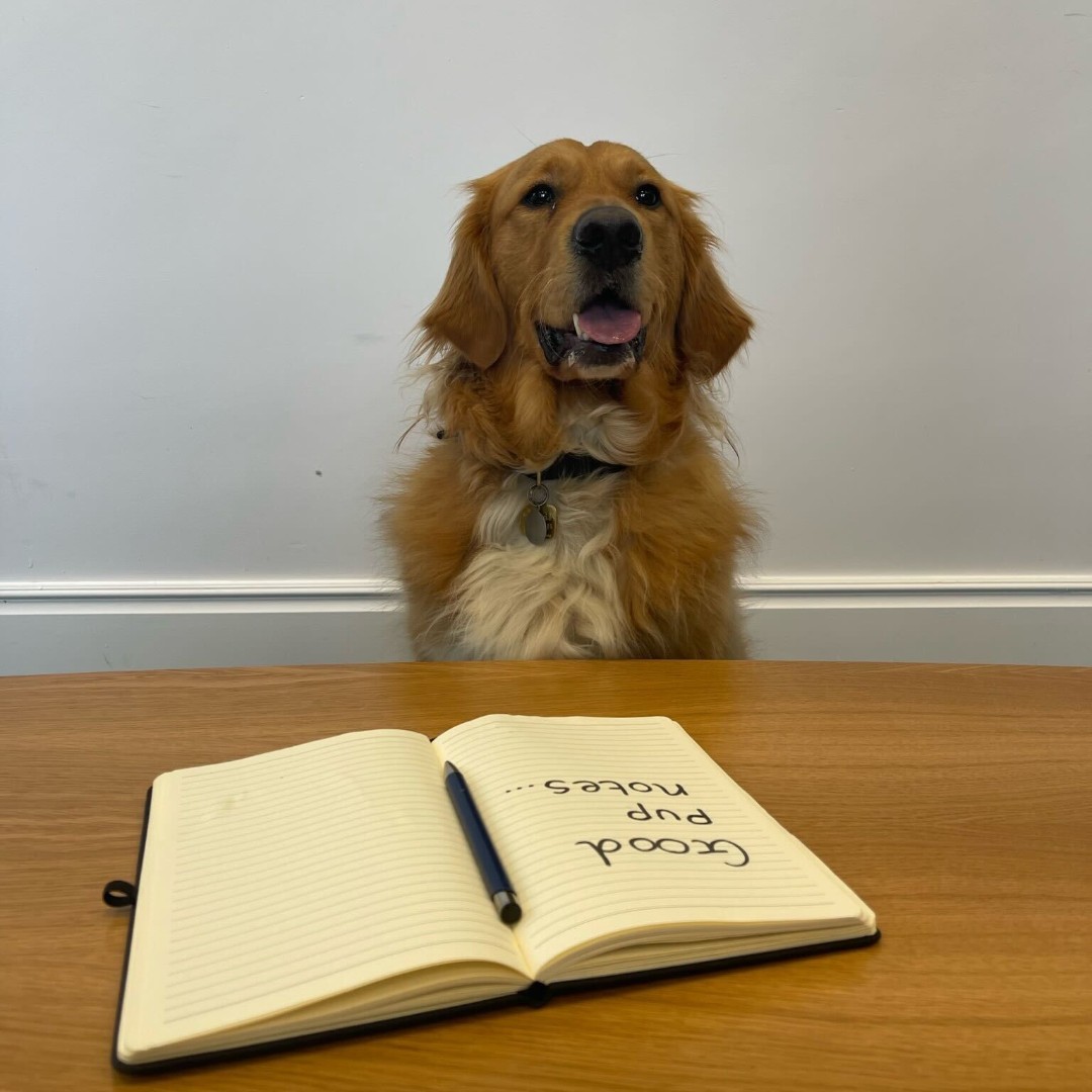 It's officially interview week on #TheApprentice! Our guide dogs in training from our Reading centre were keen to get involved... Head to TikTok to find out who has what it takes to be the next @bbcapprentice 'a-pup-rentice'- bit.ly/3TVodbL 👈 [VD: ALT text on image.]