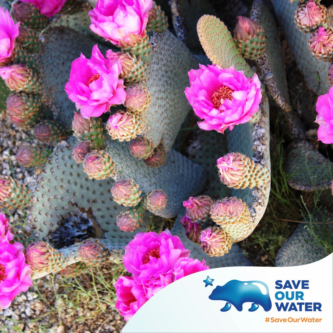 Tulare County residents! Here are some California Native Plants that are native to your area:
🌱 Purple Owl's Clover (Castilleja exserta)
🌱 Flannel Bush (Fremontodendron californicum)
🌱 Beavertail Pricklypear (Opuntia basilaris)

Saveourwater.com
#WaterWise #California
