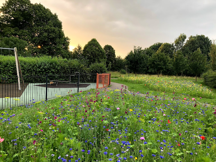 A rich blend of ornamental and native wildflowers to attract butterflies and provide both forage and habitat. This award-winning mixture is a valuable addition to any wildlife garden... meadowinmygarden.co.uk/products/butte…