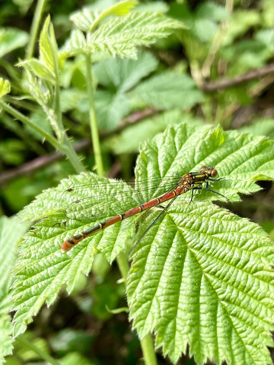 So excited; the season has started with my first species of Odonata for 2024: Large Red Damselfly.

@BDSdragonflies