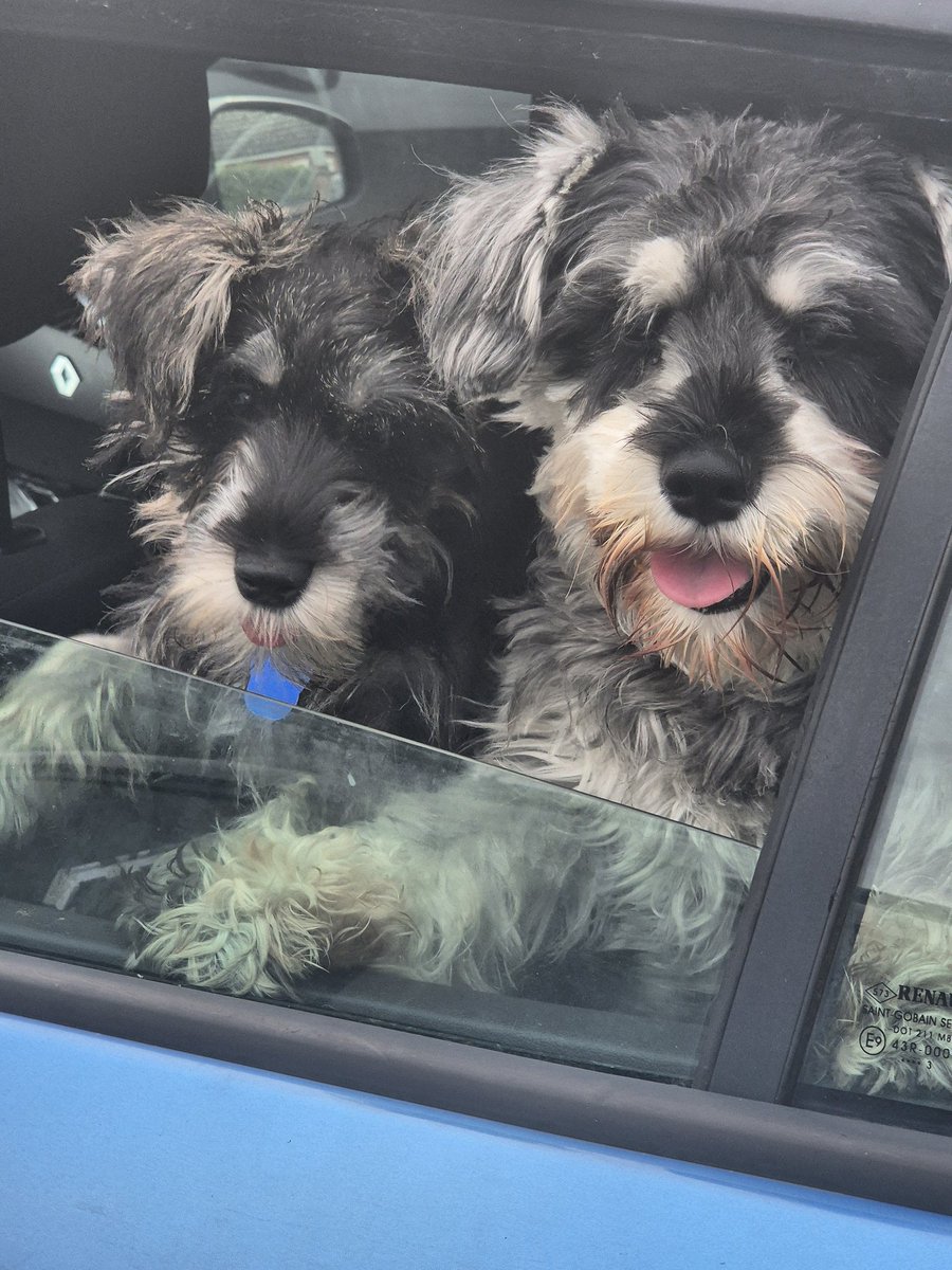 Excited & waiting for Clifford to come out of school earlier! #LoveSchnauzers