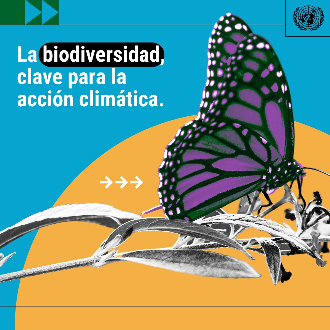 La biodiversidad es fundamental para la vida en la Tierra y nuestra mejor defensa natural contra la crisis climática. Sin embargo, la actividad humana la está poniendo en riesgo. La ONU trabaja para protegerla: news.un.org/es/story/2024/…