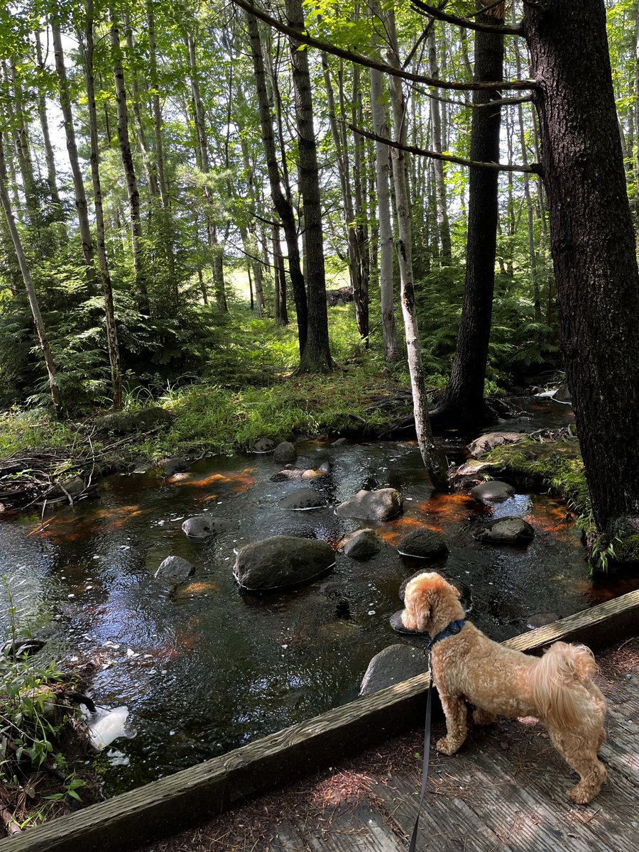 digaa17's tweet image. Happy #NationalPetDay to Ted! He loves the outdoors and is always up for a walk, a snowy trail in the park or a sandy beach with a trot in the ocean, he’s ready to go! Ted is actually my neighbours dog but he is dear to my heart too!