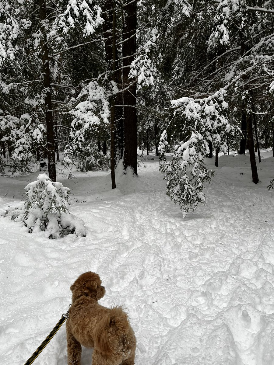 digaa17's tweet image. Happy #NationalPetDay to Ted! He loves the outdoors and is always up for a walk, a snowy trail in the park or a sandy beach with a trot in the ocean, he’s ready to go! Ted is actually my neighbours dog but he is dear to my heart too!