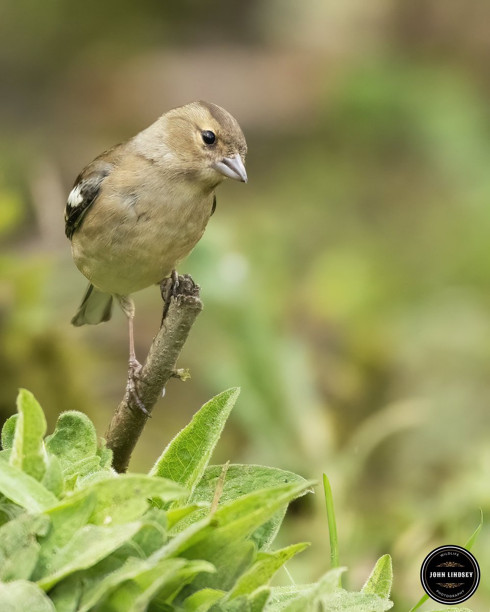 Capturing the Beauty of Yorkshire's Wildlife! 🌿 Last week's adventure at Anglers Country Park in Wakefield, Yorkshire, brought forth a moment of pure serenity as I stumbled upon this stunning female chaffinch striking a pose amidst the lush surroundings. 🐦✨ @UKNikon