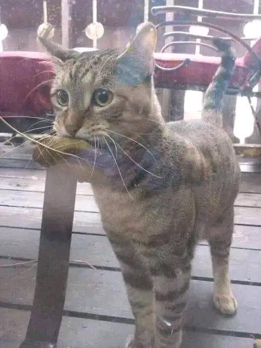 @CollinRugg Amazing story: Seeing people come to buy fish and handing the owner money, this cat went out and got a leaf to pay for her fish. On the first day, the owner of the shop thought this was very cute, so he gave her a small fish. Now everyday this cat comes in to buy a fish with a…