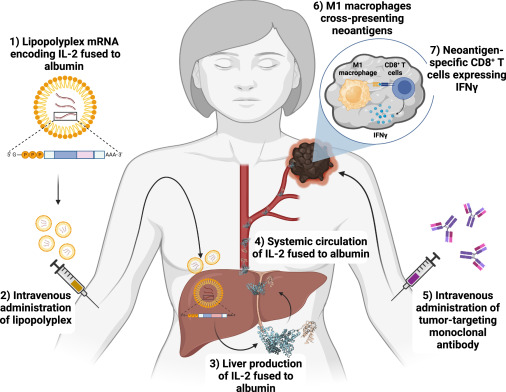 The liver as a cytokine factory working on mRNA blueprints for cancer immunotherapy dlvr.it/T5NVls