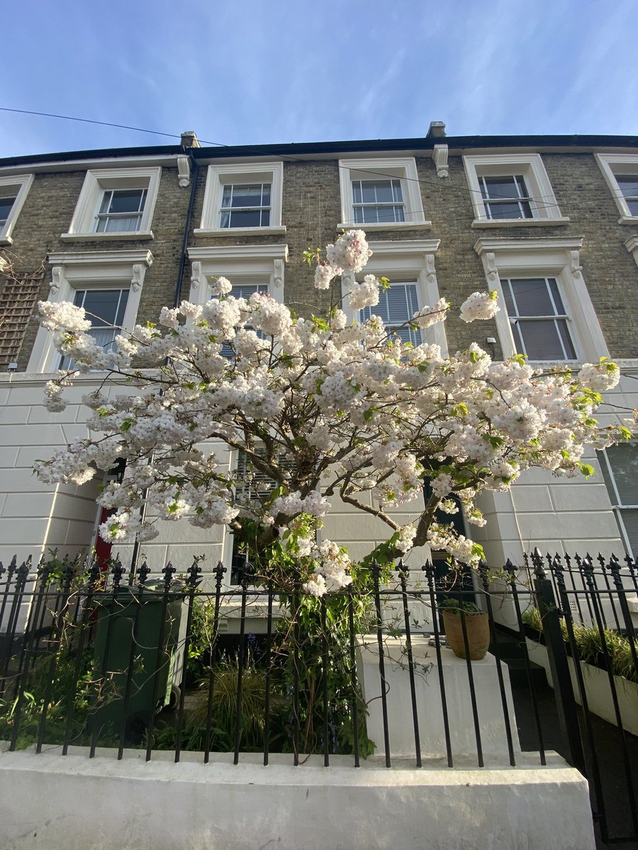 Our cherry tree is a late bloomer, but it’s gorgeous. #cherryblossom