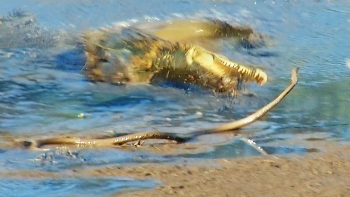 Black Mamba Tries to Escape Crocodile A crocodile found a black mamba coming down to the water for a drink. The croc was too slow on its first try, but then went back in for the kill. An interaction we have never seen before!! latestsightings.com/single-post/bl…