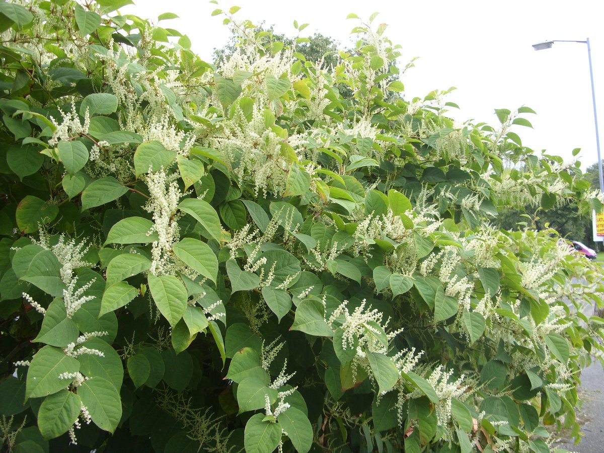 Some sites with #JapaneseKnotweed have often been used to receive waste, often fly-tipped by gardeners #InvasiveWeeds #Knotweed #InvasiveWeedTreatment #InvasiveWeedControl