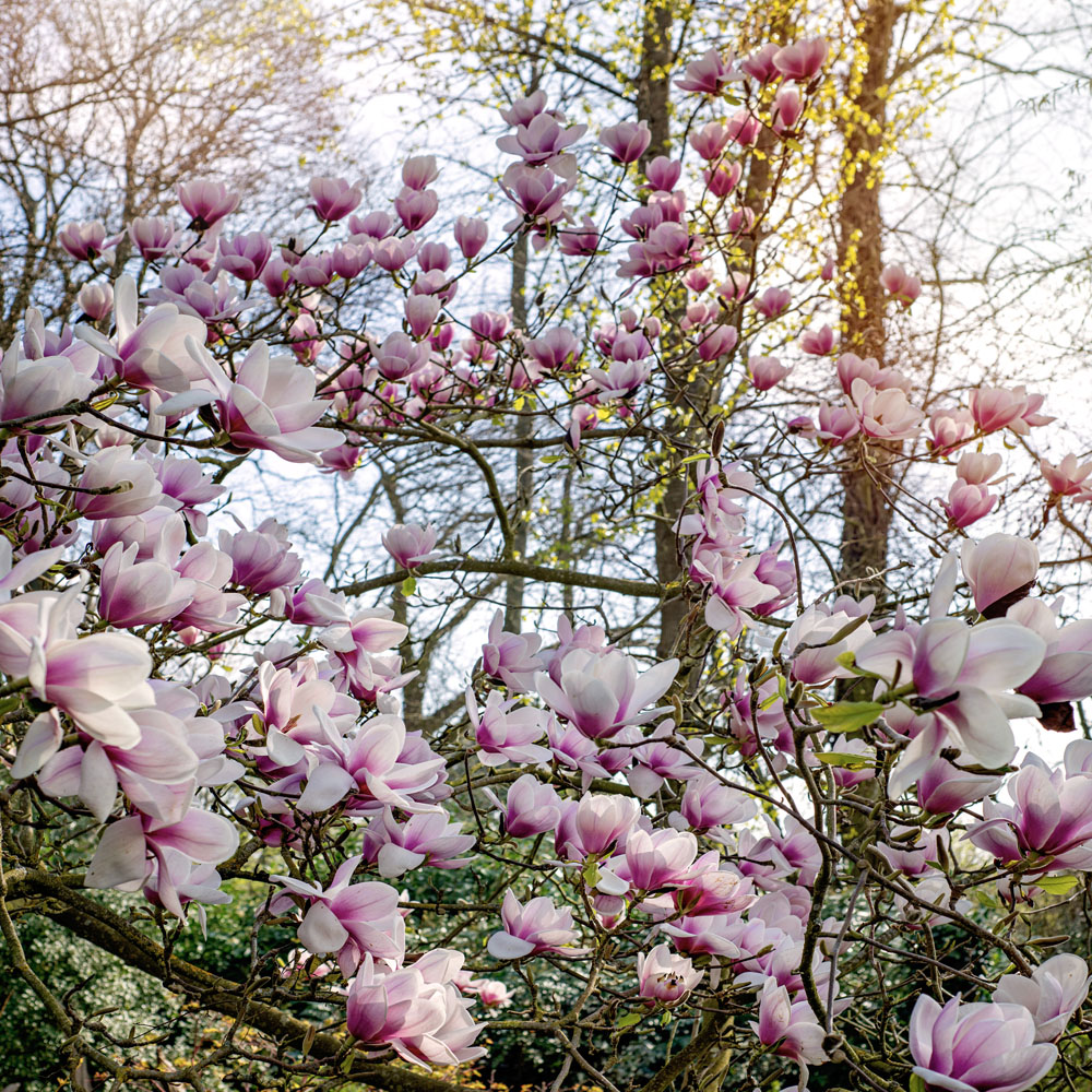 Magnolias in Highgrove Gardens 🩷🩷
Img Src: @HighgroveGarden