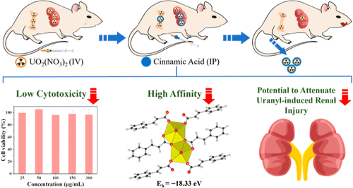 bhkenlo's tweet photo. Cinnamic Acid: A Low-Toxicity Natural Bidentate Ligand for Uranium Decorporation | Inorganic Chemistry https://t.co/fyRTdbICJP Li, Zhu, Duan, and co-workers @InorgChem #uranium #cinnamic_acid #DTPA #DFT https://t.co/urpuuinH2O