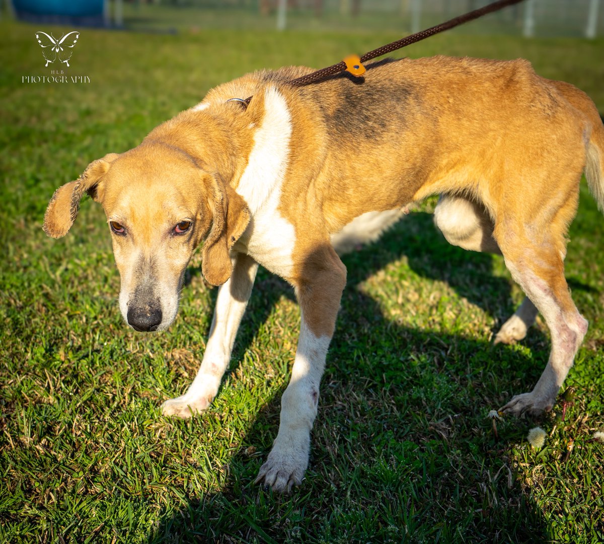 $5 Fri sneak peak! These 2 senior girls from the same breeding/hoarding confiscation that Briar came from need rescue. They are urgent & no other rescue has stepped up. Both girls are Heartworm +, have lice & need fur dips & spays We are helping them 🤗♥️ rescuecoop.org/donate