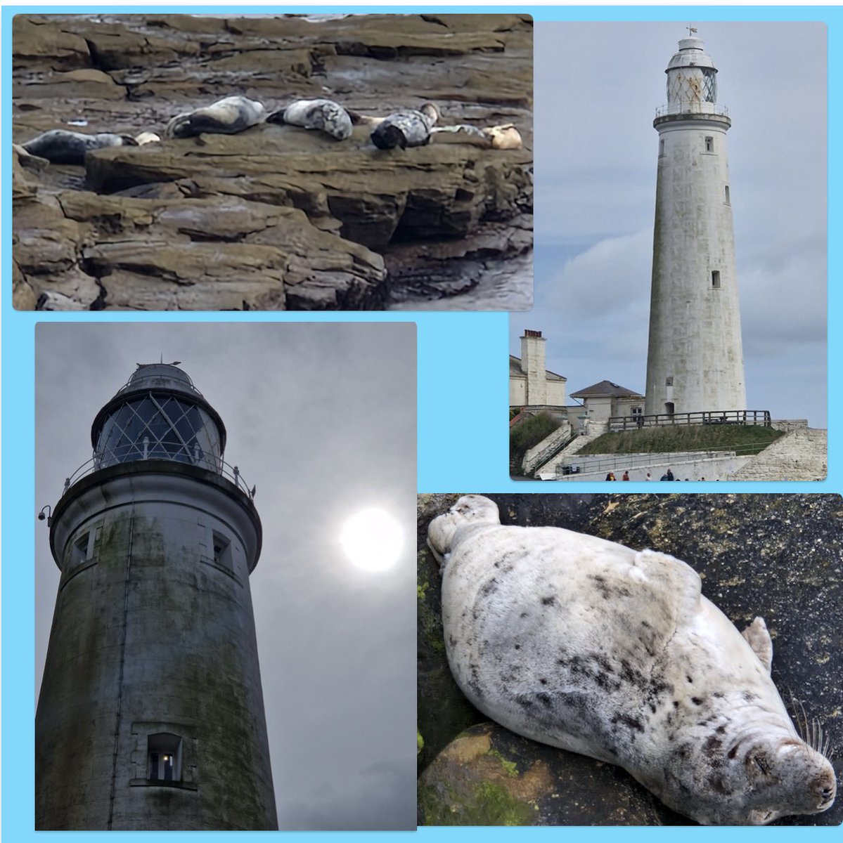 #GoodAfternoon  #TwitterFriends  had lovely time at the coast went across to #lighthouse  #StMarysIsland & was delighted that the seals were there. A young one was just below the wall oblivious to all the attention it was getting. It really made my day. #HappyThursday  #DayOut