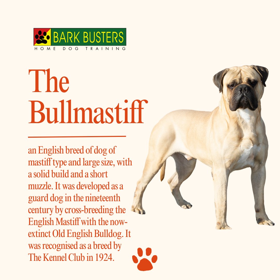 Meet the English Mastiff: a majestic breed with a solid build and short muzzle, developed in the 19th century for guarding.
.
Visit bit.ly/BarkBustervall… to learn more.
.
#stephaniecurtis #dogtraining #puppytraining #valleydogtraining #inhomebehavioraltraining