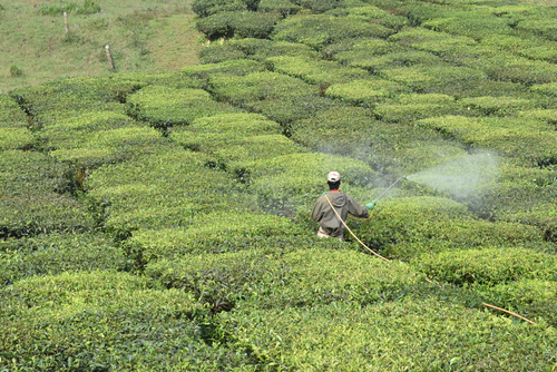 Scientists develop a rapid, simple, and cost-effective test for the #detection of nine #pesticides from #tea #leaves using #immunochromatographic strips. More in #JournalofPharmaceuticalAnalysis: ow.ly/wG5w50Rc8Cy