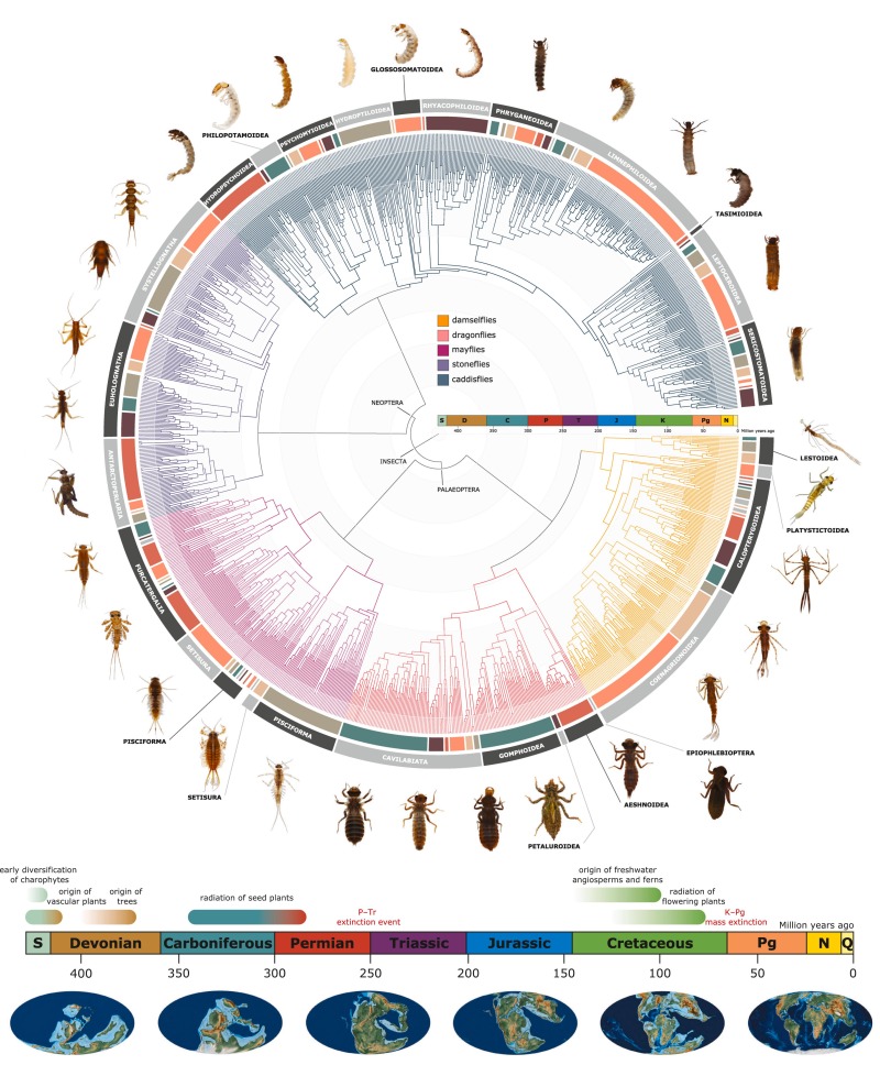 A huge limitation for exploring large scale patterns of freshwater invertebrate diversity is the phylogeny. Here doi.org/10.1016/j.ears… we provide a comprehensive Tree of Life of EPTO and a review of their evolutionary history. Thanks @JGarciaGiron et al