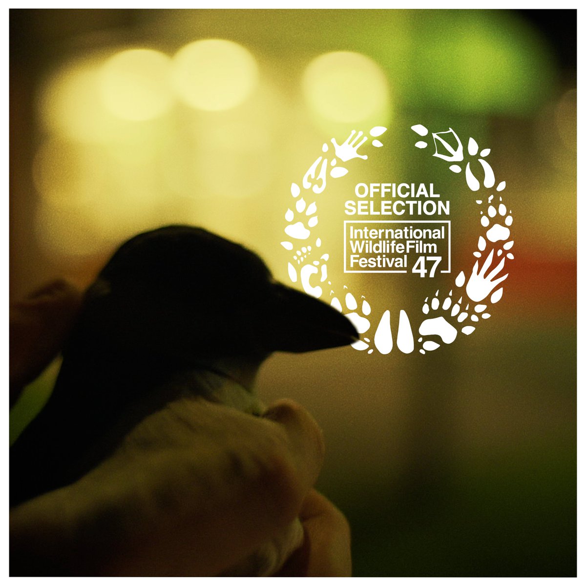 We're honoured to be screening at the 47th International Wildlife Film Festival on April 22nd and 24th (@IntlWldFilmFest)!