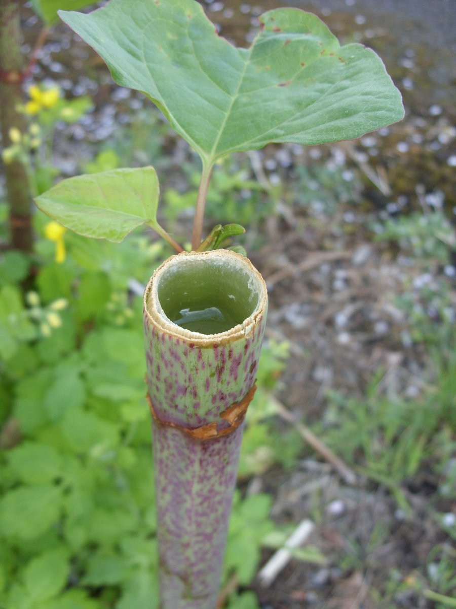 #JapaneseKnotweed stems are covered in purple speckles, often reaching 2-3 metres high #InvasiveWeeds #Knotweed #InvasiveWeedTreatment #InvasiveWeedControl