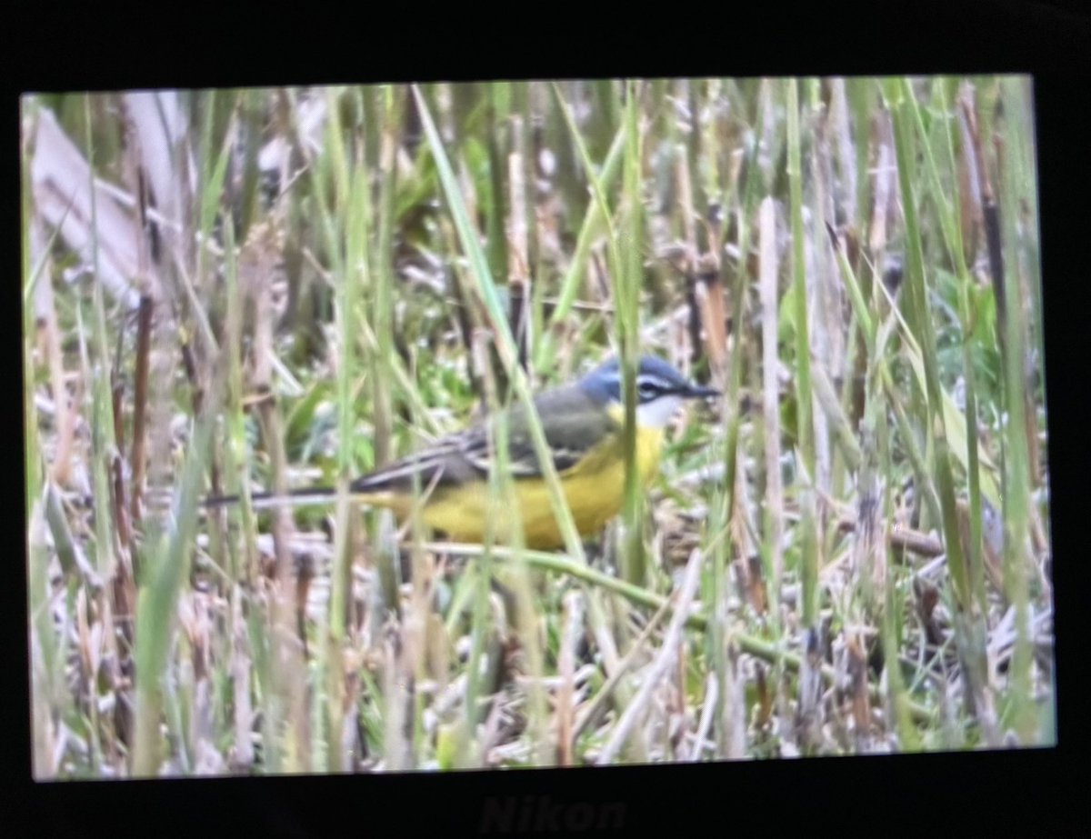 BOC shot of today’s Iberian Yellow Wagtail at St Ouen’s Pond! @NatTrustJersey Third Jersey record. @BirdGuides @Soc_Jersiaise @BirdTrack @jsynationalpark