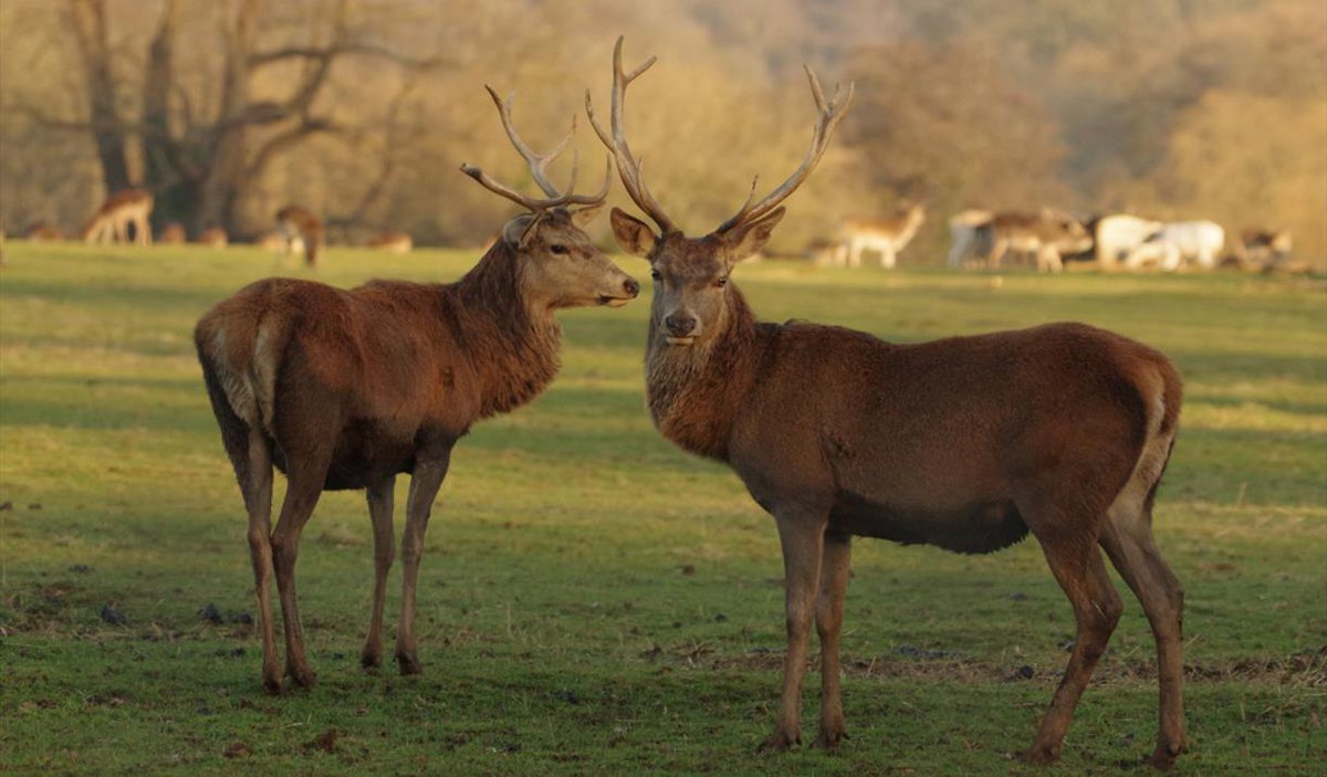 Head to @NTCalkeAbbey Abbey for an adventure this spring! Calke Abbey has braille guides, accessible toilets, wheelchairs and trampers available and an induction loop as well as other features to make your trip as inclusive and memorable as possible! 🔗 bit.ly/49v8iql