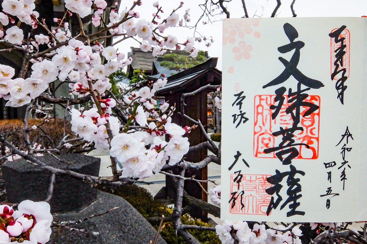 【善光寺 大本願（だいほんがん）】
文殊菩薩の御朱印です。
4月から桜のスタンプが押されます。
#限定御朱印 #御朱印 #善光寺 #大本願