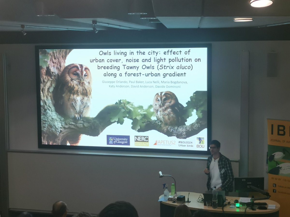 And last but not least: @beppe_orlando96 closes the #BOU2024 urban birds conference with a cracking talk on tawny owls.