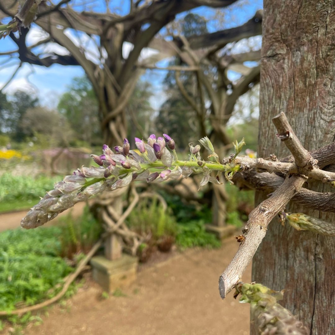 Have you seen the Pleasure Gardens lately? The flowers were looking gorgeous in the spring sunshine earlier this week. 🌸 Keep your eyes peeled for the wisteria making its grand entrance!