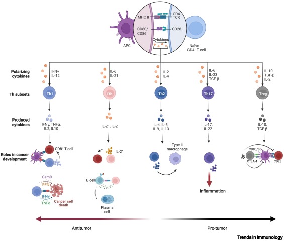 Regulation and impact of tumor-specific CD4+ T cells in cancer and immunotherapy dlvr.it/T5MyDv