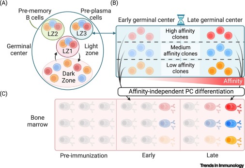 Affinity-independent plasma cell differentiation in germinal centers dlvr.it/T5MyFz