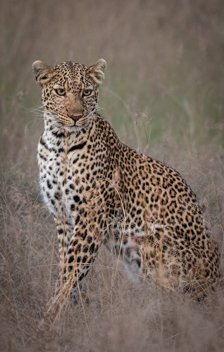 Gorgeous Jhilime - look at those eyes 😍😍
.
.
.
@NatGeoIndia @NatGeo @natgeowild @BBCEarth @lightroom @LeoDiCaprio