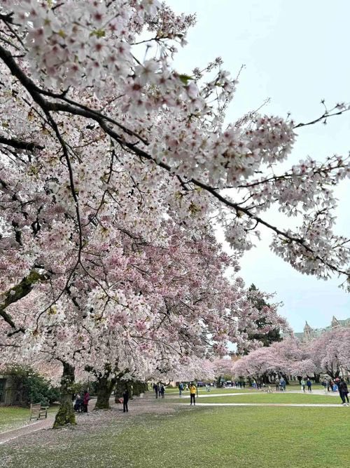 Cherry blossoms on the university of Washington campus in Seattle.