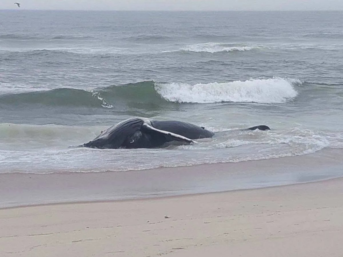 Washed up on LBI. Maybe @GovMurphy can make another joke about this. 

Humpback whale.