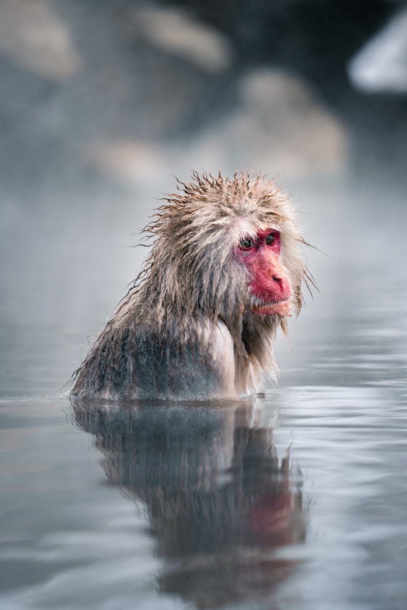 When you finally decide to indulge in a spa day ☺️🧖‍♀️

#DidYouKnow the Japanese snow monkeys are so unphased by the cold that they are officially the most northern-living primate on earth, other than human beings!

📸: Chunyip Wong

#japan #snowmonkey #wildlife