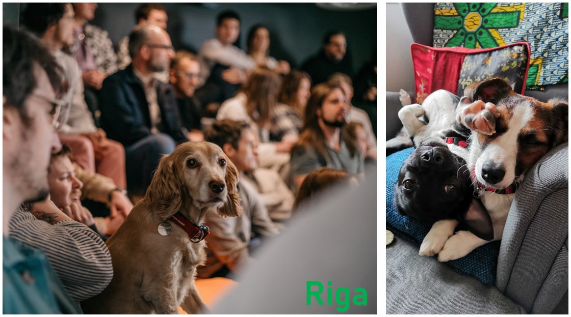 #NationalPetDay 🐶 🐱
Let us introduce you all to our furry friends on the Baltic Quarter!
All of these cuties are from these companies on the Quarter:
@atomhawk @SumoDigitalLtd @reciteme @SunSoftCity @LayersStudio @GeomaticSol @MAADigital 
Introduce us to your pets below!