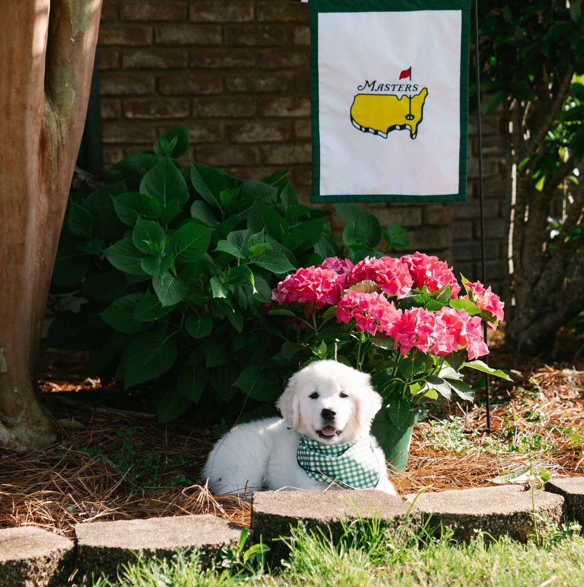 Happy first day of #themasters and Happy #NationalPetDay2024 💚 ⛳️