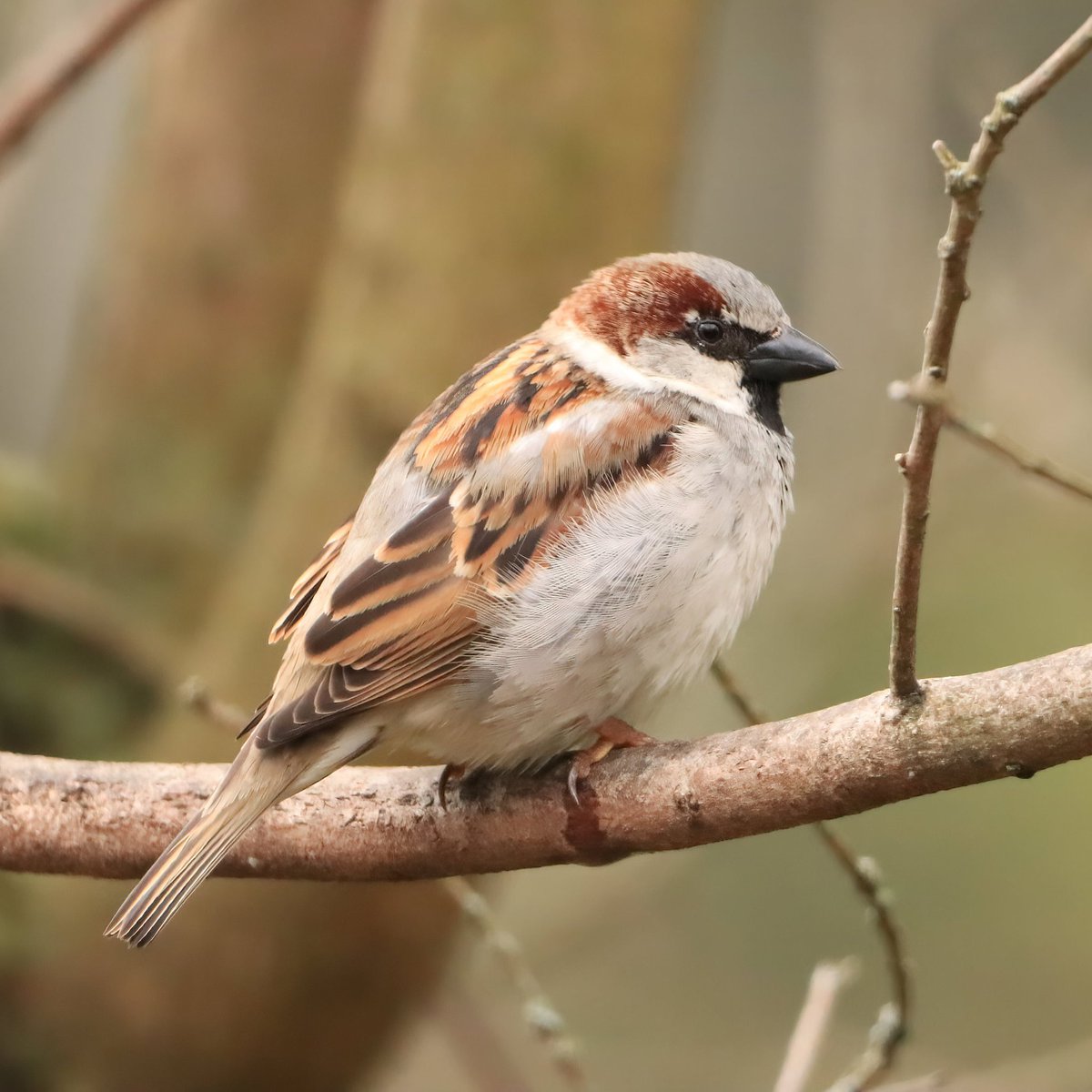 Did you know that the house sparrow was among the first animals to be given a scientific name in the modern system of biological classification?
#housesparrows #housesparrow #didyouknow #ohiobirdworld #ohiobirdlovers #birdlovers #ohio #birdwatching #birdwatchers #birdlife #birds