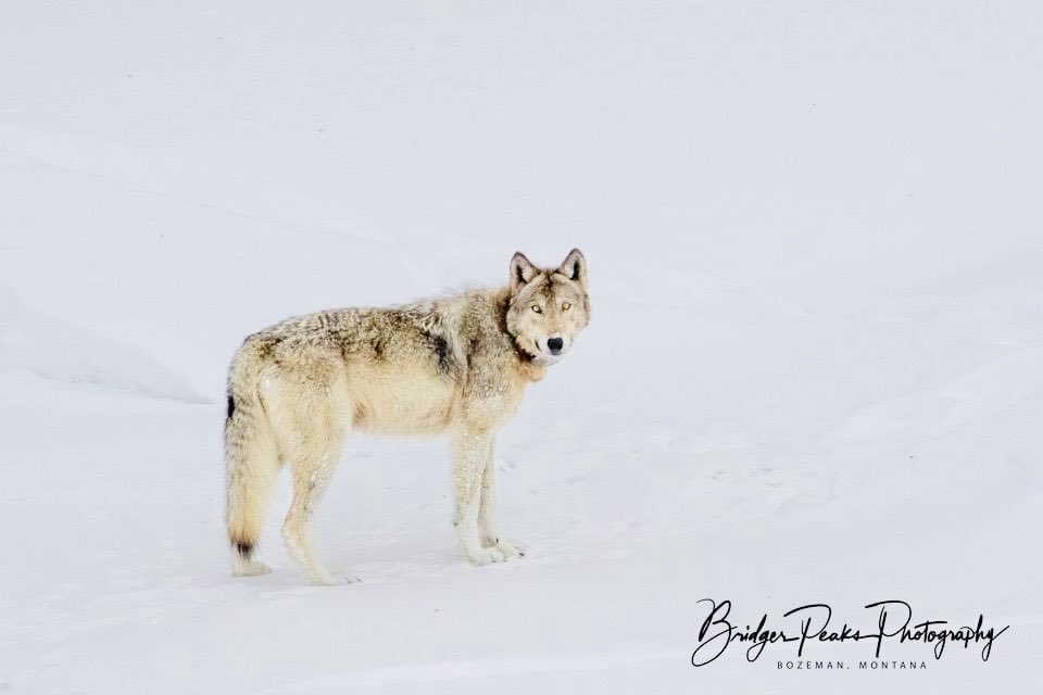 Movies_Wolves76's tweet image. #RelistWolvesNow #ImportantPredators #CoExist #EndTheSlaughter #ProtectOurWildlife RelistWolves.org 🐺🐺