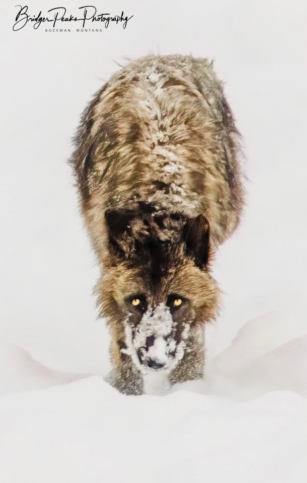 Movies_Wolves76's tweet image. #RelistWolvesNow #ImportantPredators #CoExist #EndTheSlaughter #ProtectOurWildlife RelistWolves.org 🐺🐺